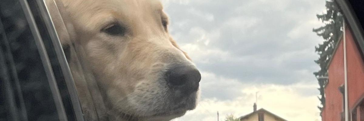 GLLPE's profile banner image