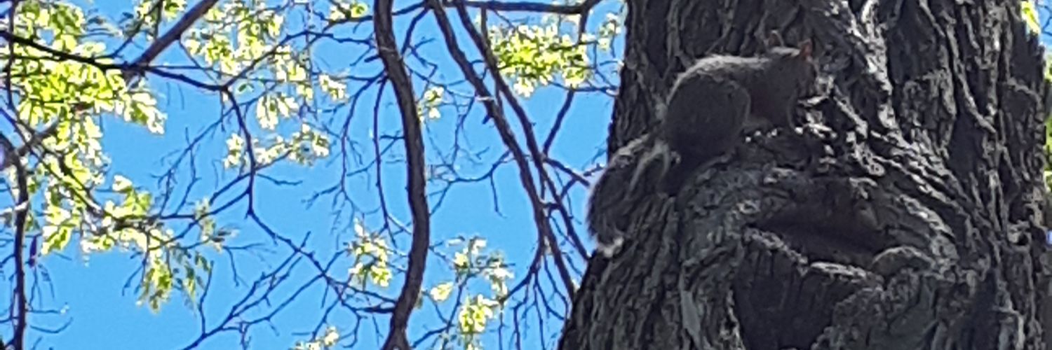 Donnicabab's profile banner image