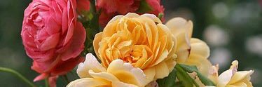 Sultana2004's profile banner image