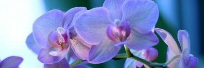 dosflowers's profile banner image