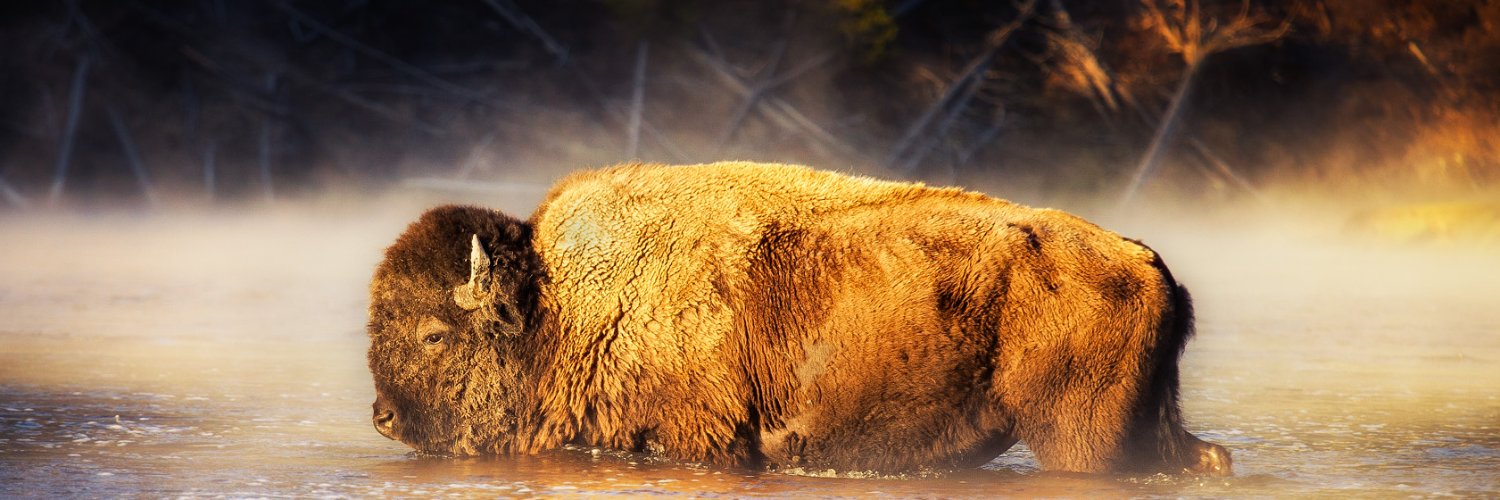 CryptoGoonz's profile banner image