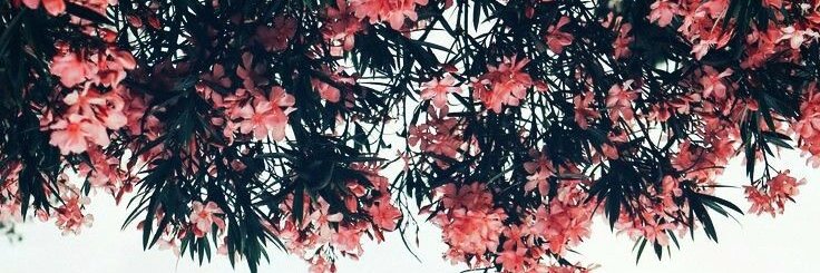 seliinavci's profile banner image