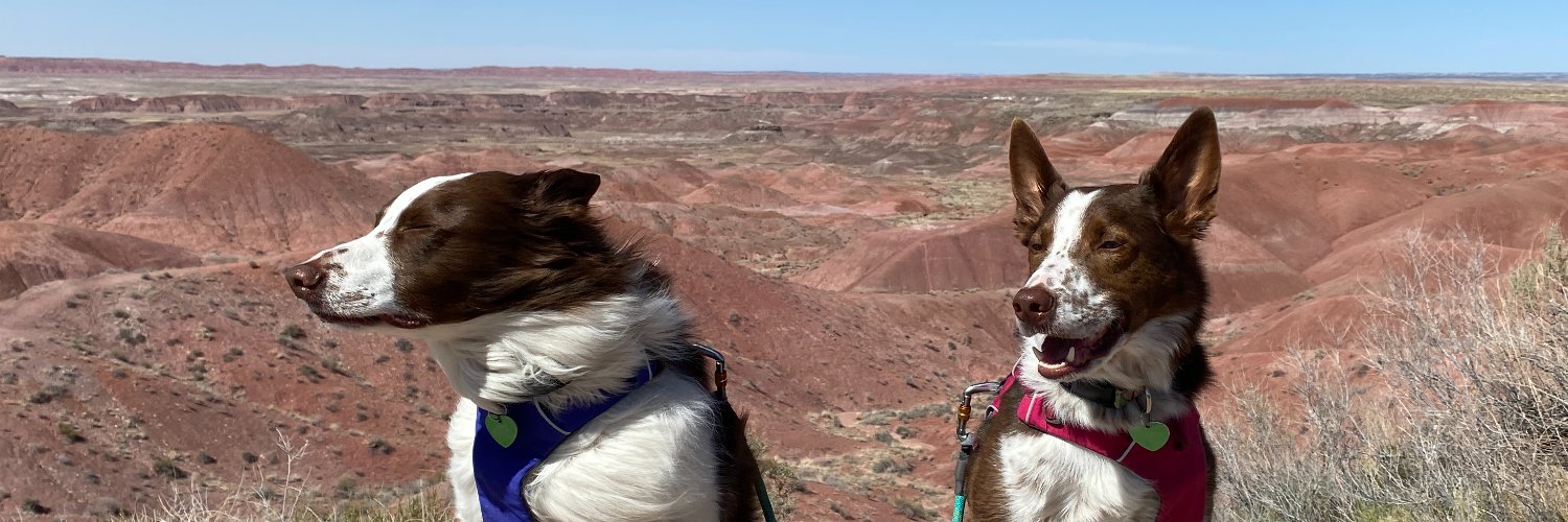 Shaw Bowman 🦕 banner