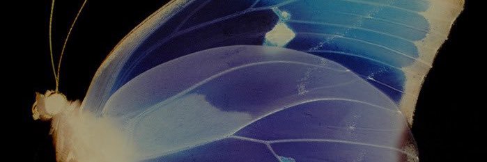 alyalesx's profile banner image
