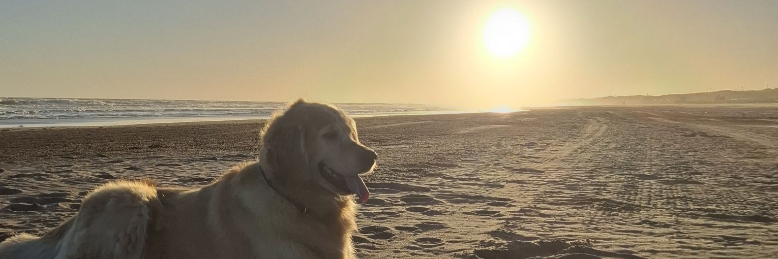 MarSadobe's profile banner image