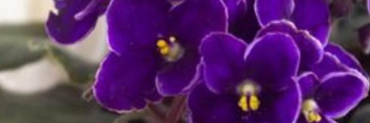 Wanda Adams banner