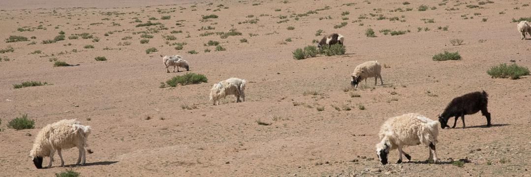 Peg Strankman🇨🇦 banner