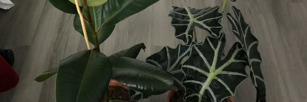 ShadeEFleming's profile banner image
