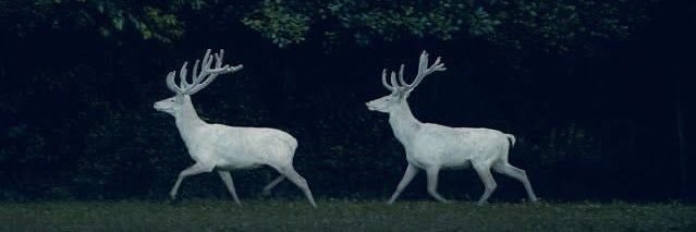 DeerImperium's profile banner image