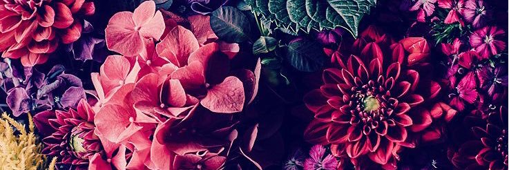 emilie_mclaugh's profile banner image