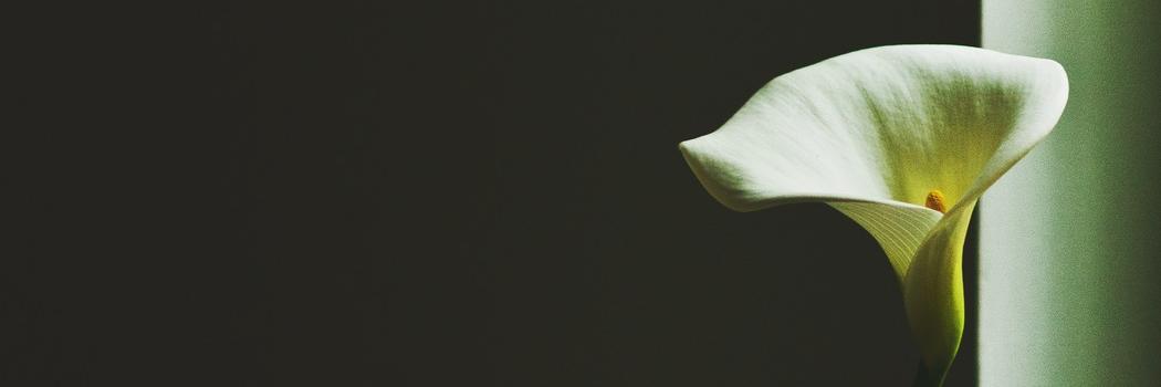 forestgreenband's profile banner image