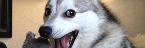 Bad_Pun_Friday's profile banner image
