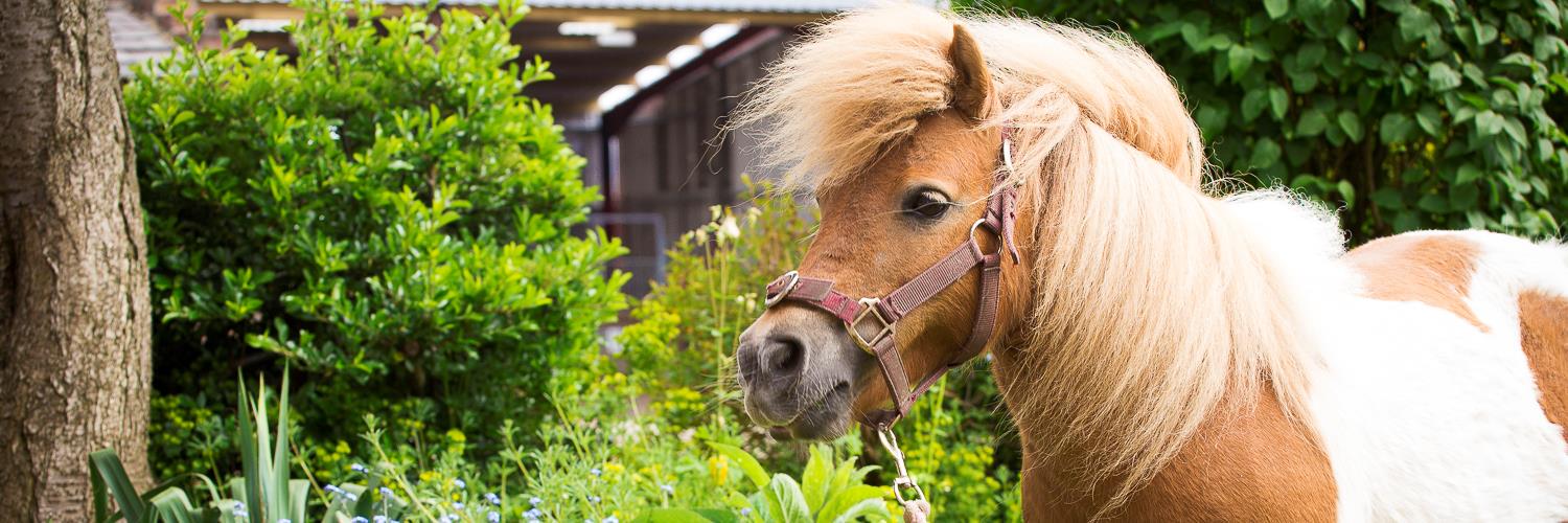 equinepathwaysuk banner