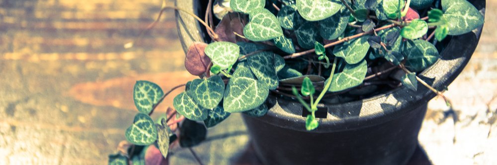 greenmind87's profile banner image