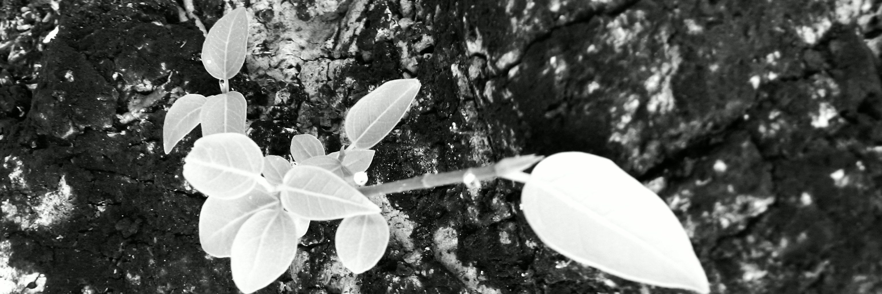 just_Partha's profile banner image