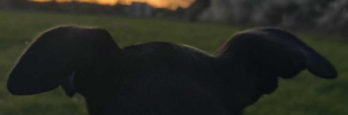 brontehope_'s profile banner image
