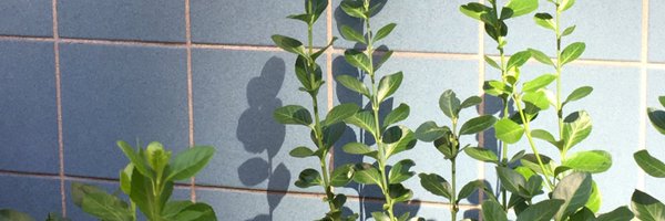 chinakween Profile Banner