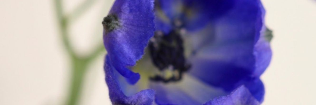 Mangled_Mindy's profile banner image