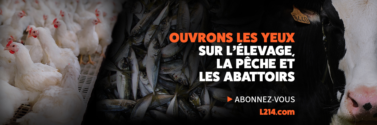 L214 éthique & animaux's banner