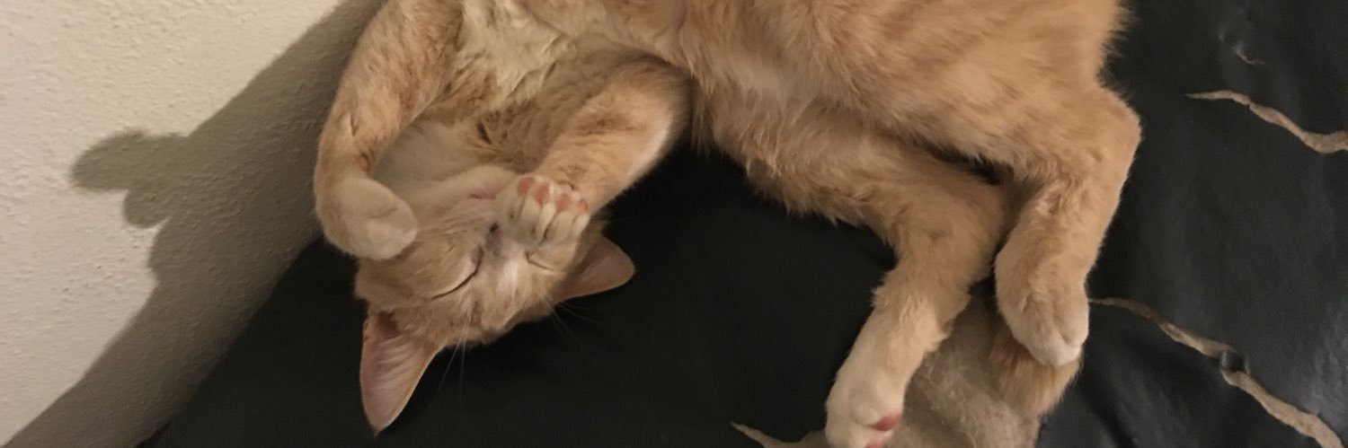 Maddicakes14's profile banner image