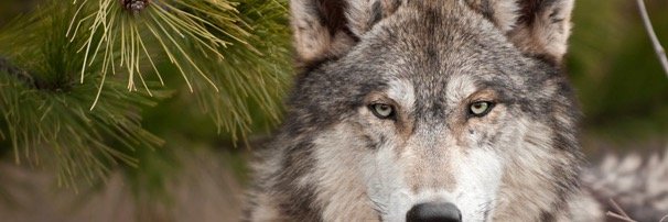 DailyWolves's profile banner image