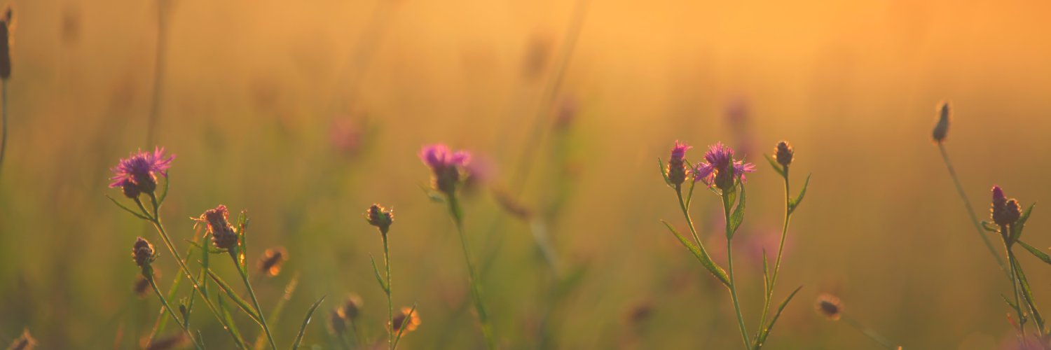 mindandlife's profile banner image