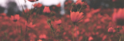 sterolineisepic's profile banner image