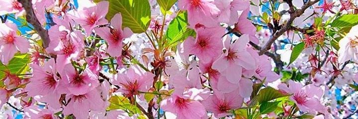 Manuela_AranMac's profile banner image