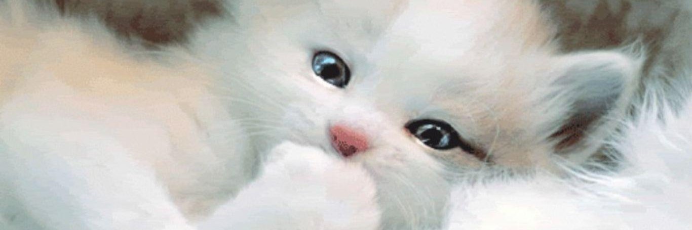 mingmingski's profile banner image