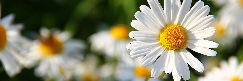 julielitzmurphy's profile banner image