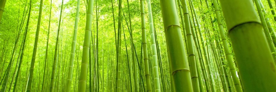 Very Green Panda banner