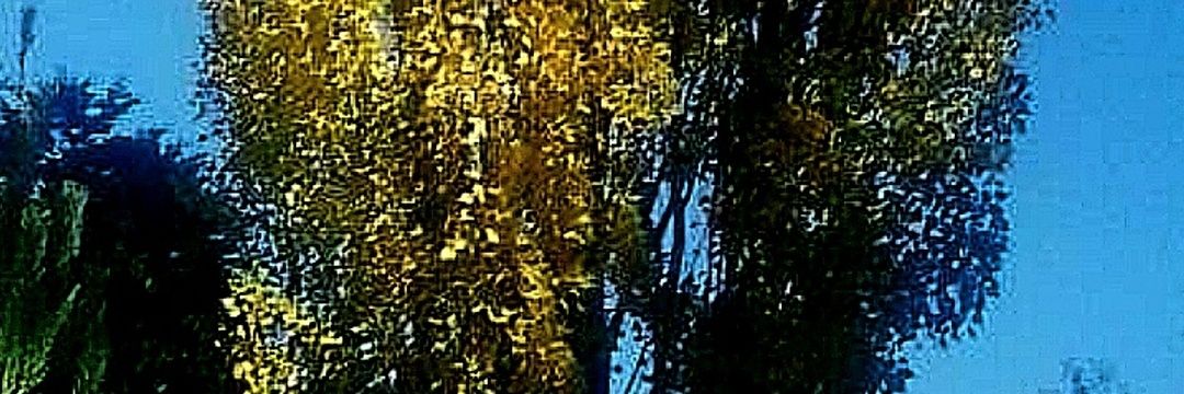 MChLP🥂🍾 banner