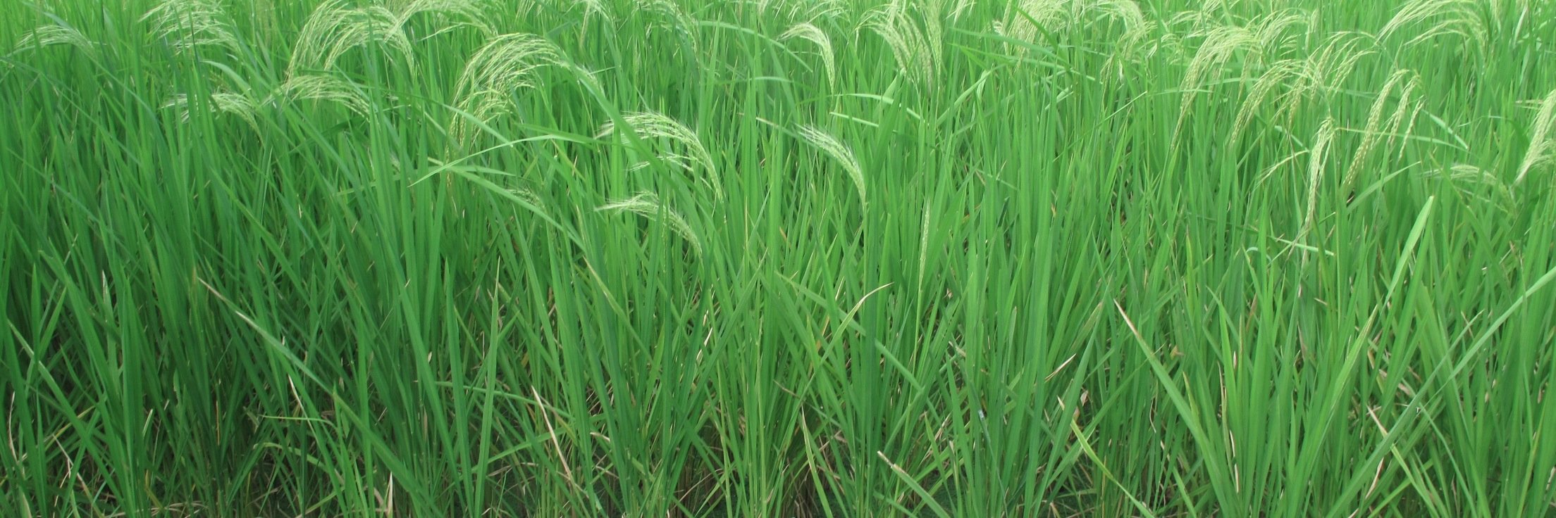 Systainability Asia banner