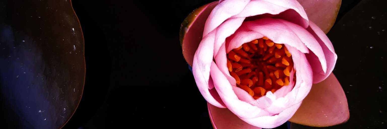 rapeephueng's profile banner image