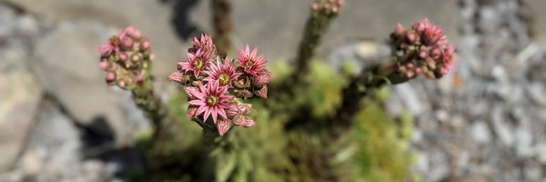 evefox Profile Banner