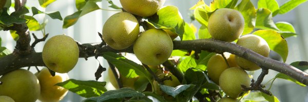 HelpBritBloss Profile Banner