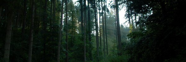 Gazelight Profile Banner