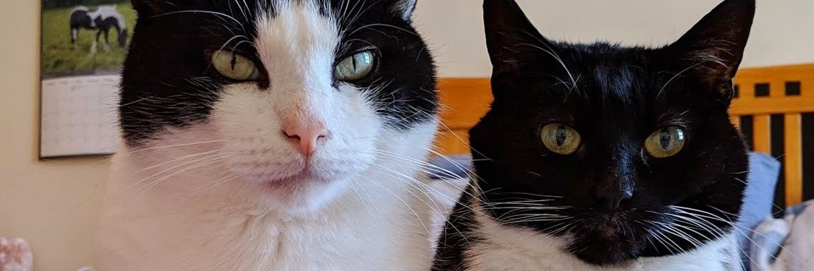 valathecat's profile banner image