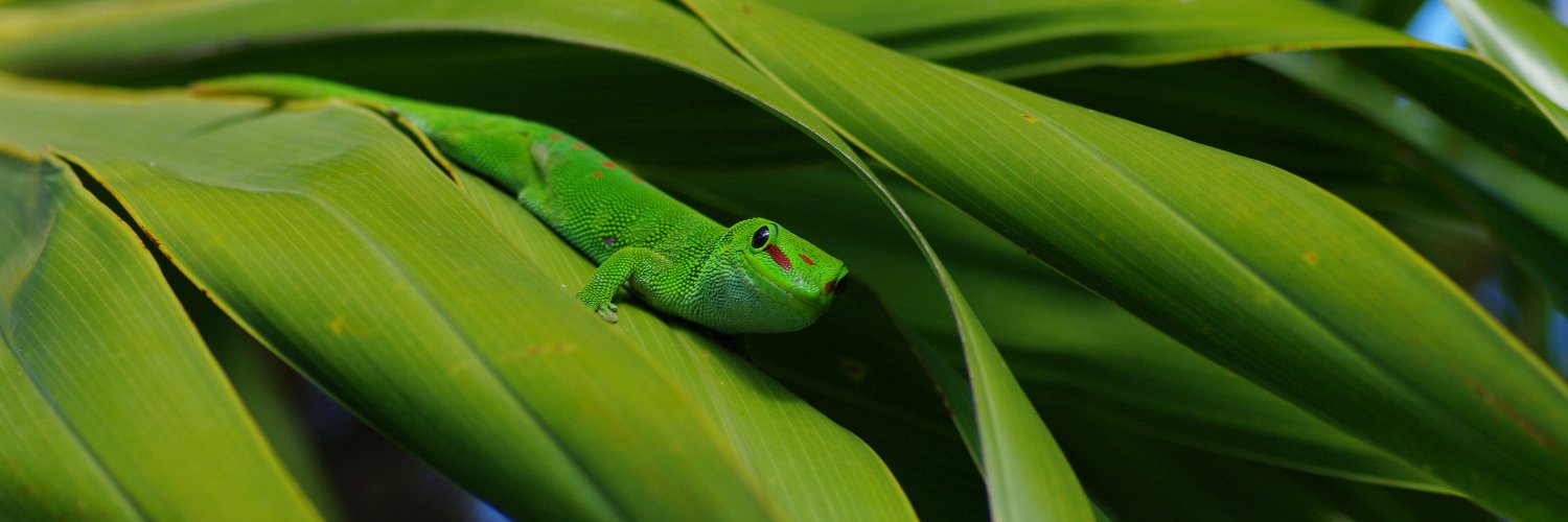 Behavioral Ecology's banner