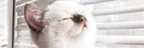 liraekato's profile banner image