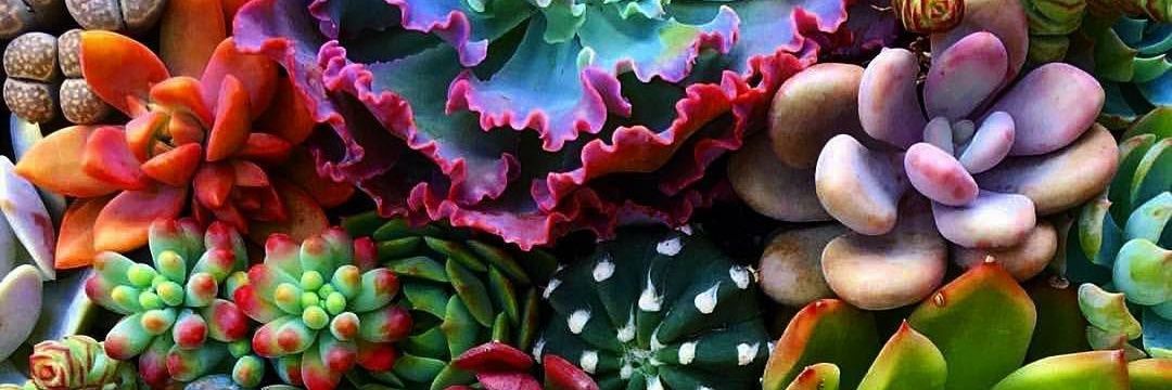 HydrangeaRanger's profile banner image