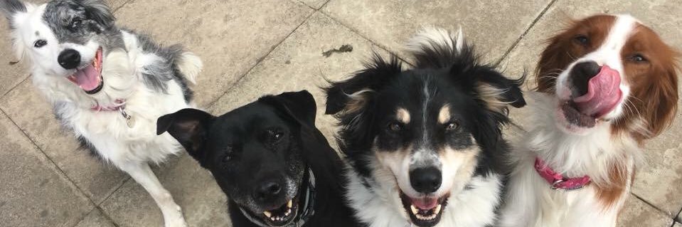 Samwilsondogs's profile banner image