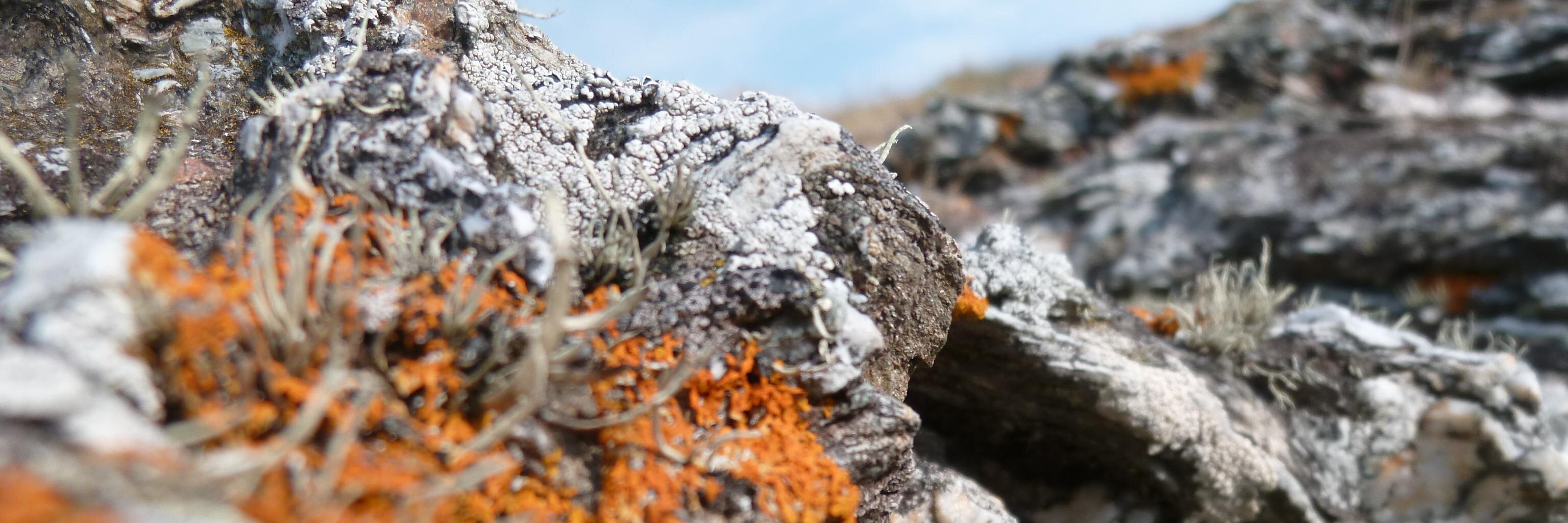 Benoît Hartmann banner