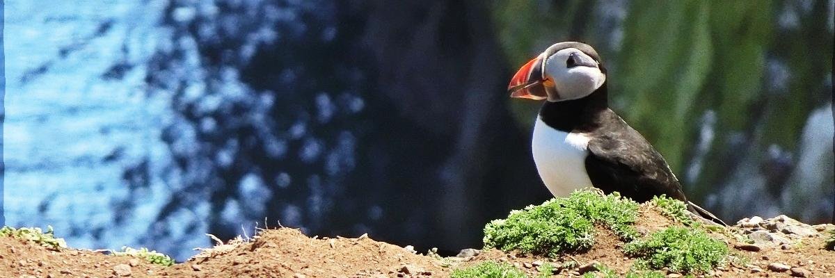TurtleMosie's profile banner image