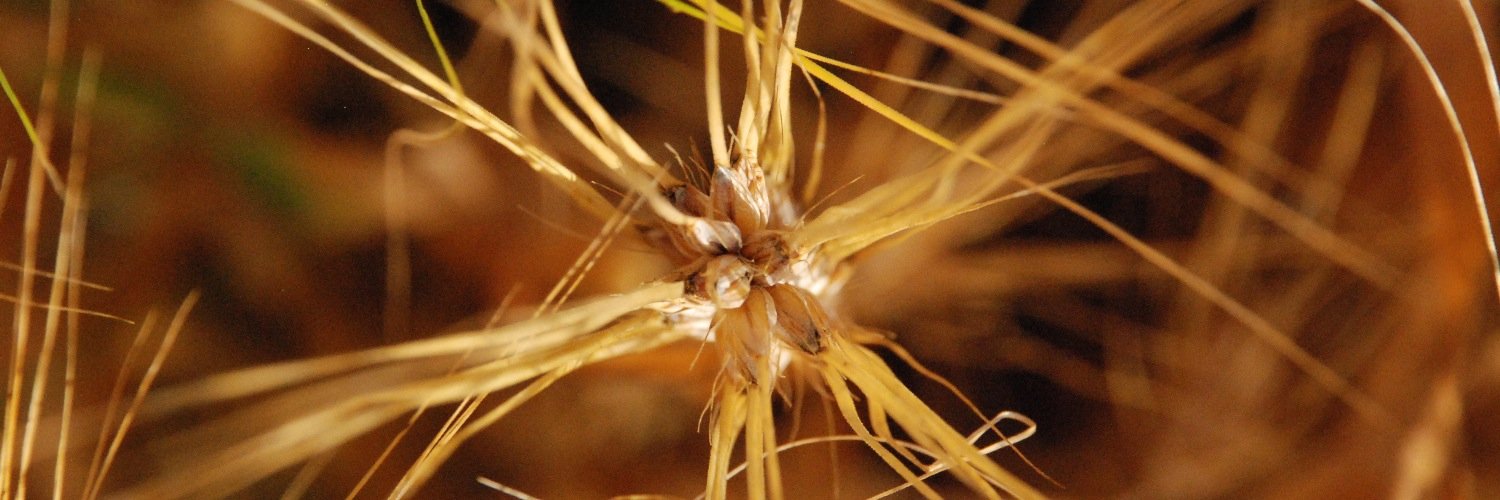 KujalaAnna's profile banner image