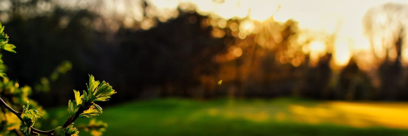 King_Si70's profile banner image