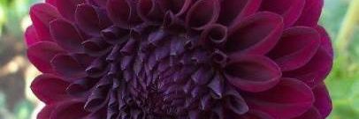 priya_bc's profile banner image