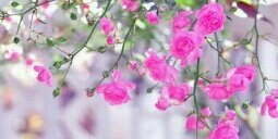 Madhuri_Legal's profile banner image