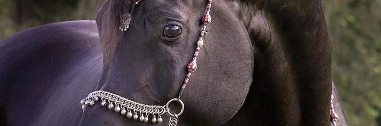 saadn482's profile banner image