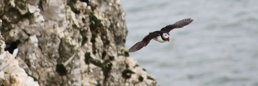 Karen Steadman banner